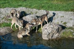 Wolfsrudel im Tierpark Goldau