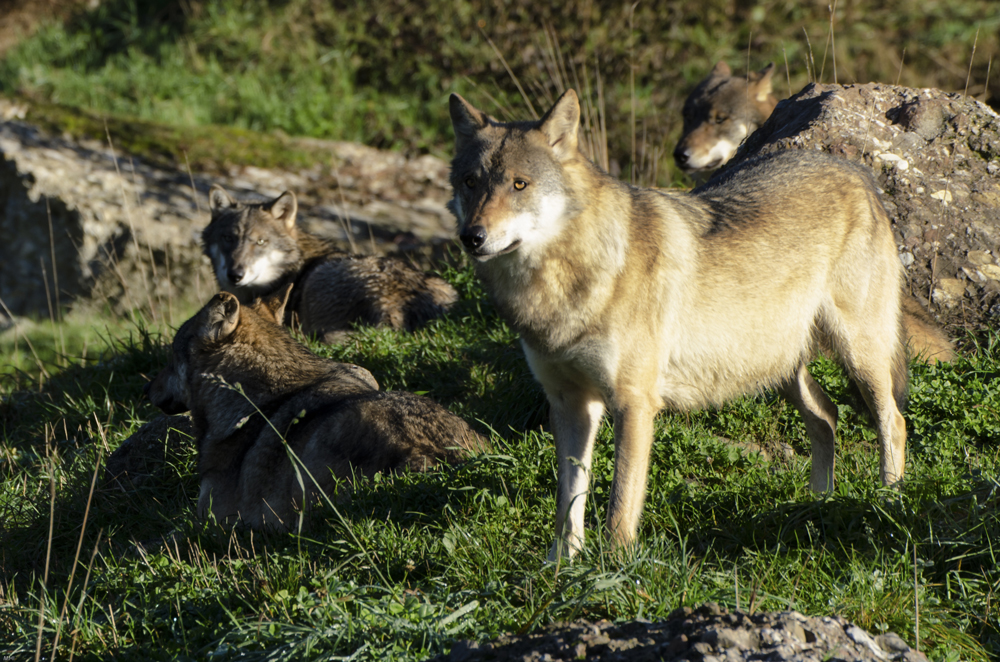 Wolfsrudel im Tierpark Goldau