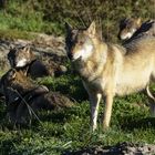 Wolfsrudel im Tierpark Goldau