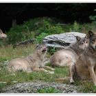 Wolfsrudel im Wildtierpark Bad Mergentheim