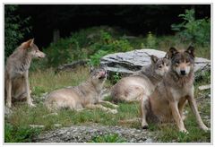 Wolfsrudel im Wildtierpark Bad Mergentheim