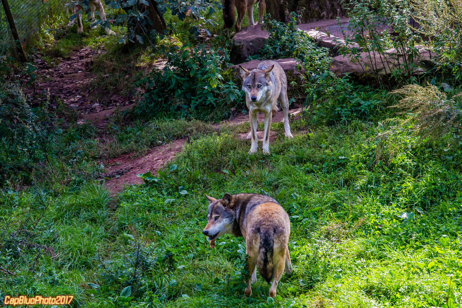 Wolfsrudel streng nach Hierachie