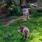 Wolfsrudel streng nach Hierachie