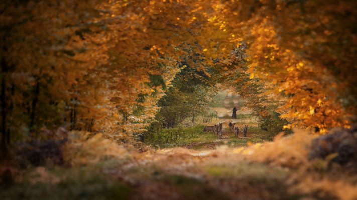Wolfsrudel trifft auf Radfahrer im Wald