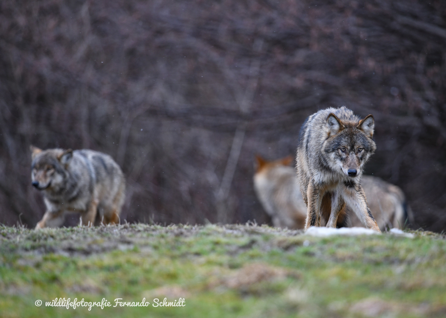 Wolfsrudel Waldkarparten 