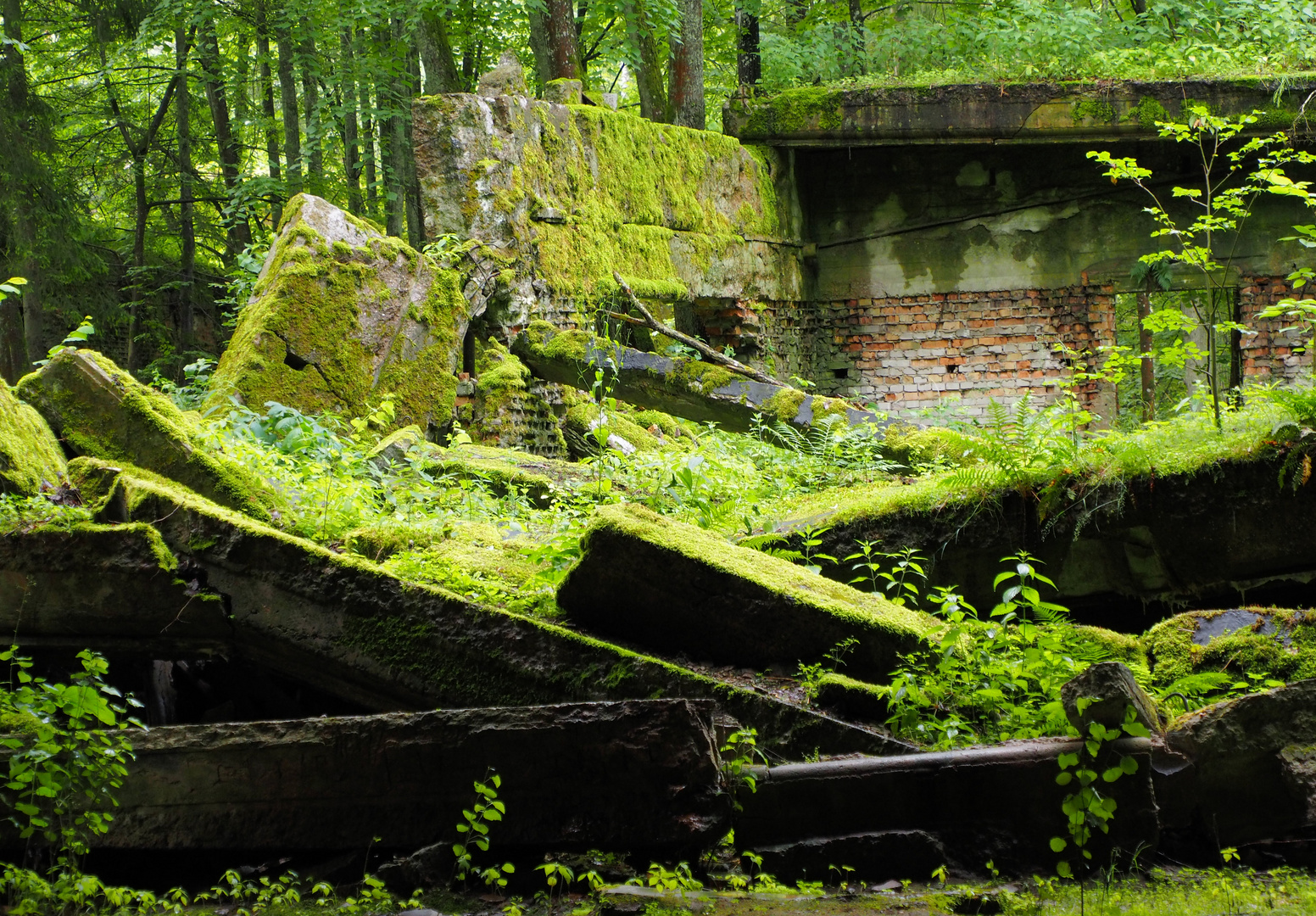 Wolfsschanze Foto & Bild world, natur, polen Bilder auf
