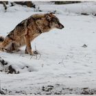 Wolfssitzung