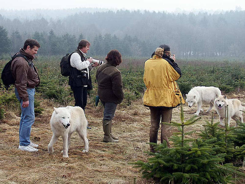 Wolfsspaziergang