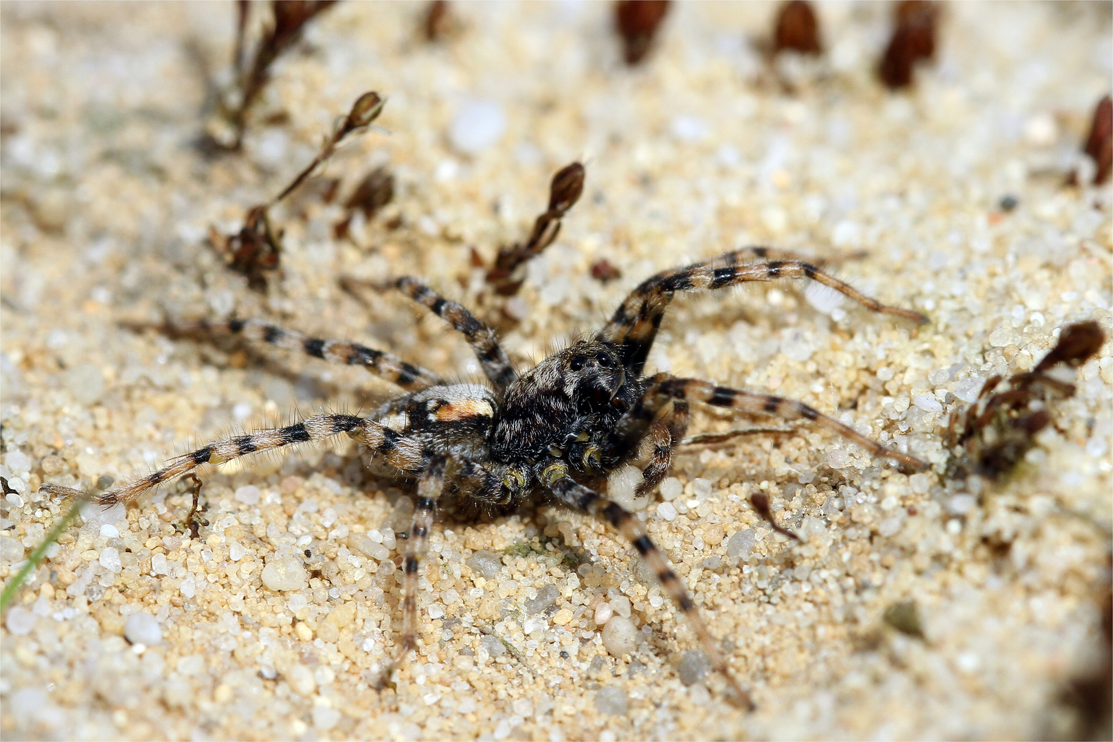 Wolfsspinne Arctosa perita