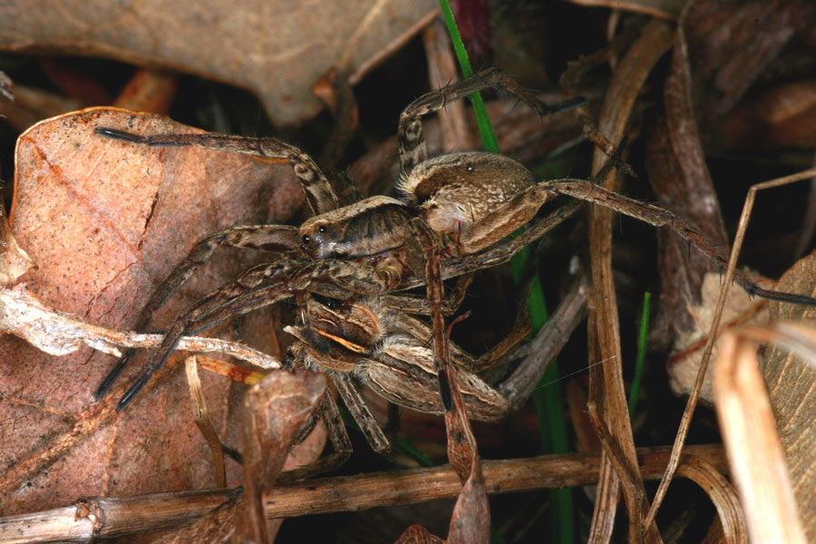 Wolfsspinne schlägt Listspinne