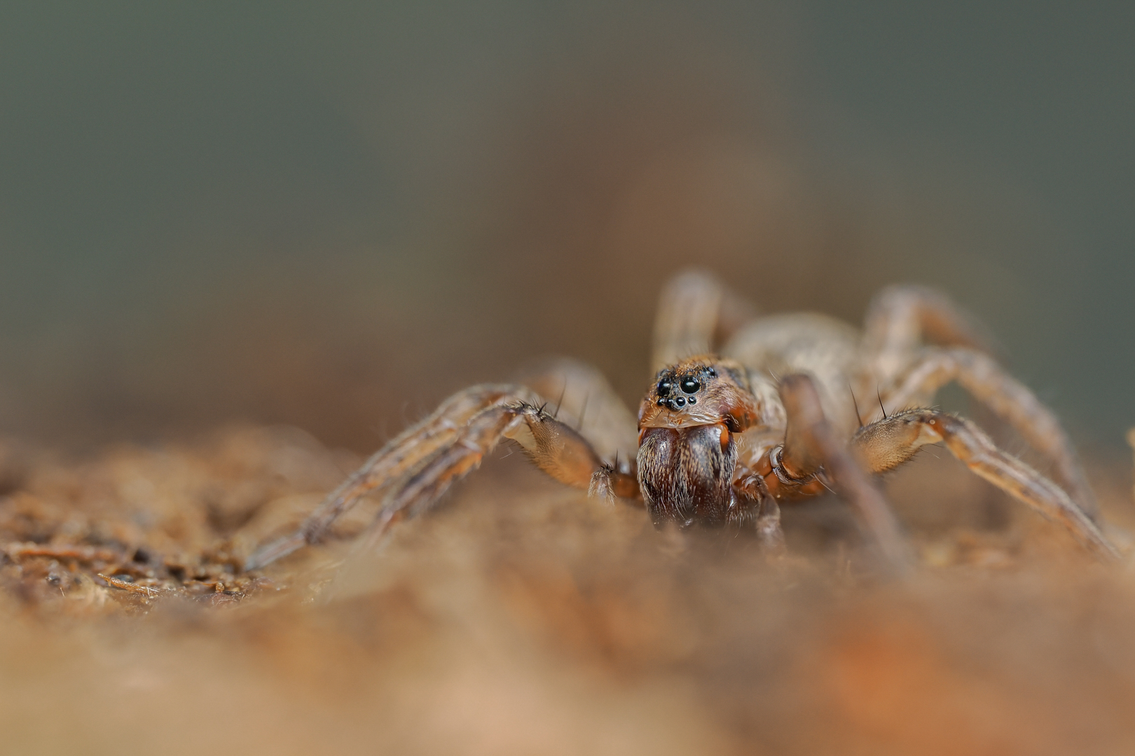 Wolfsspinne ( wahrscheinlich Trochosa terricola )