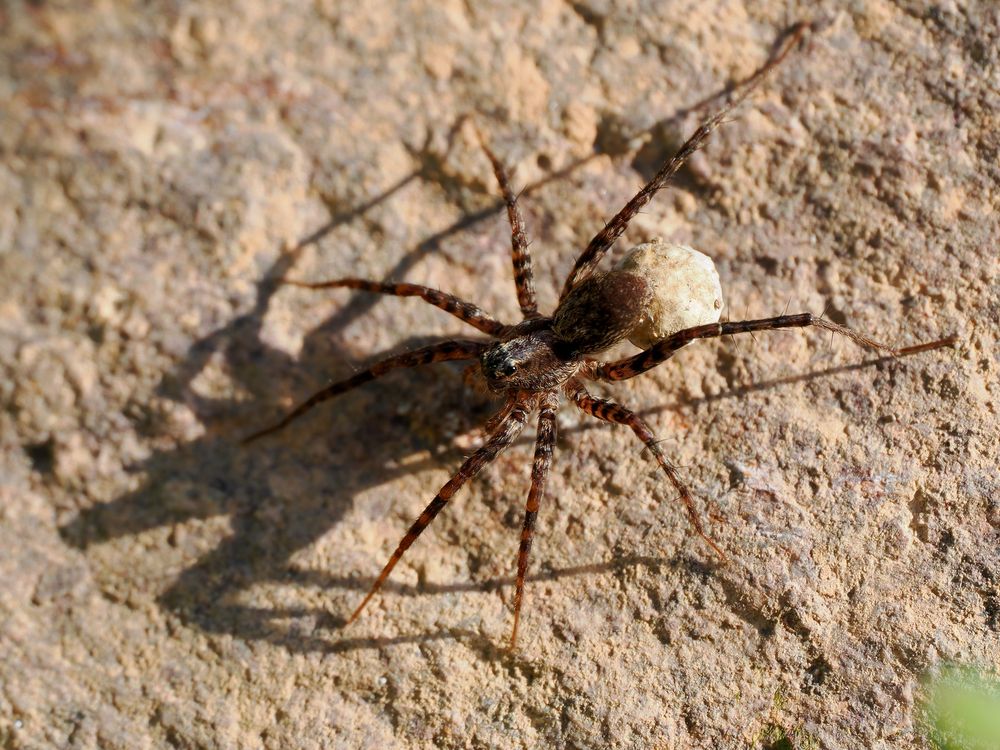 Wolfsspinne Weibchen mit Kokon