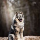 Wolfsspitz