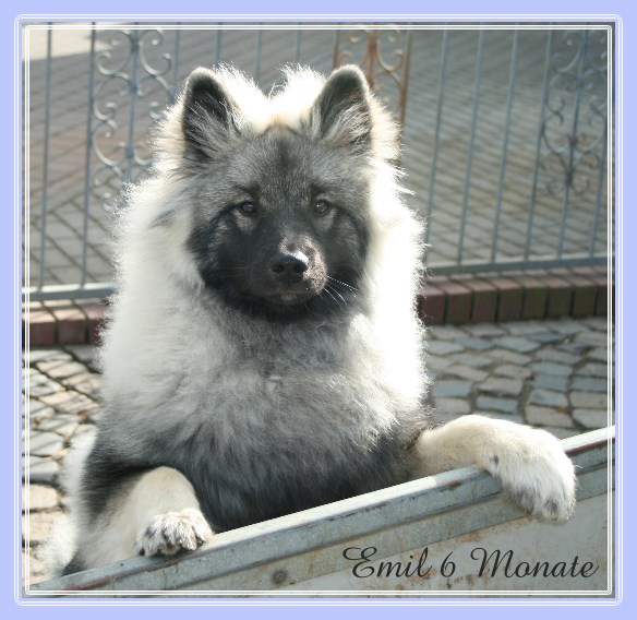 Wolfsspitz Emil 6 Monate