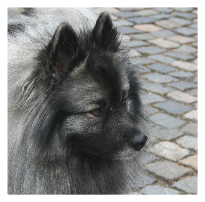 Wolfsspitz Portrait