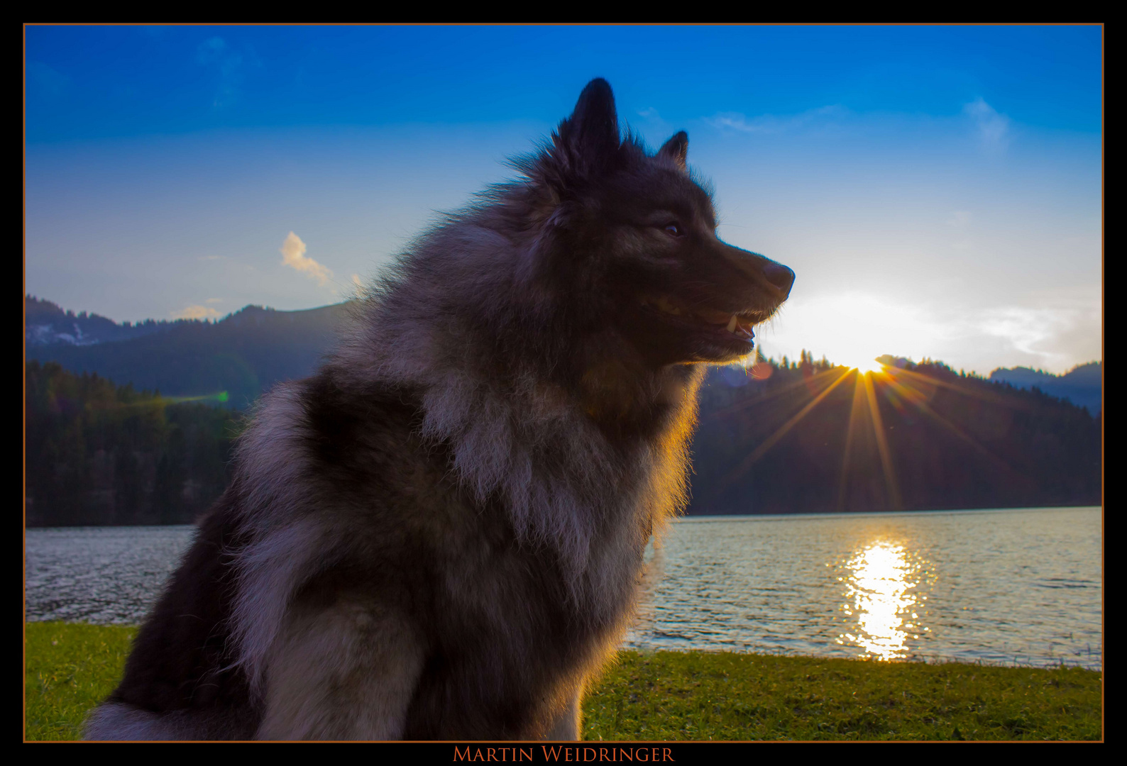 Wolfsspitz unterwegs in den Bergen