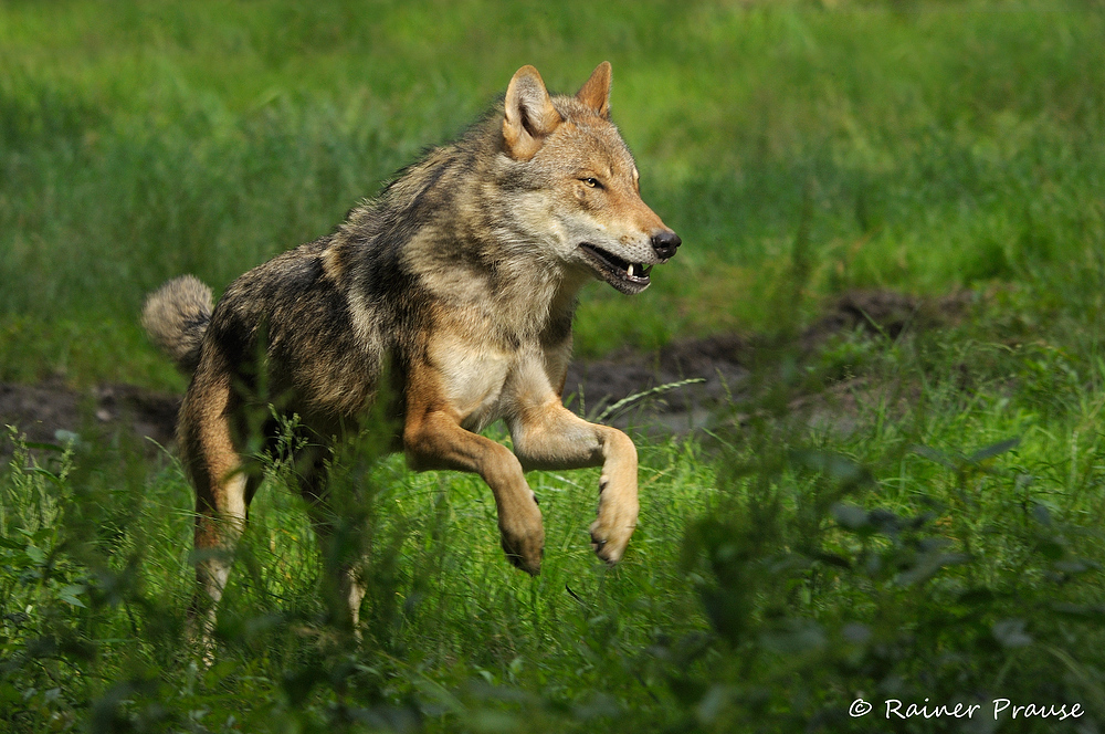 Wolfssprung