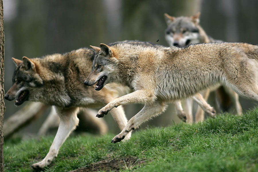 Wolfssprung