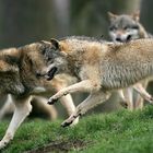 Wolfssprung