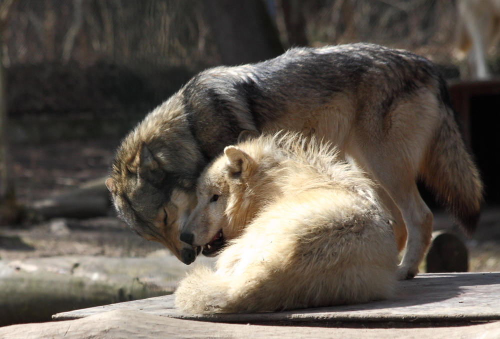 Wolfsunterhaltung