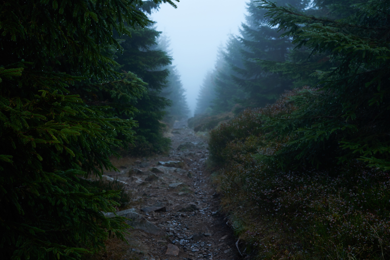 Wolfswarte im Nebel