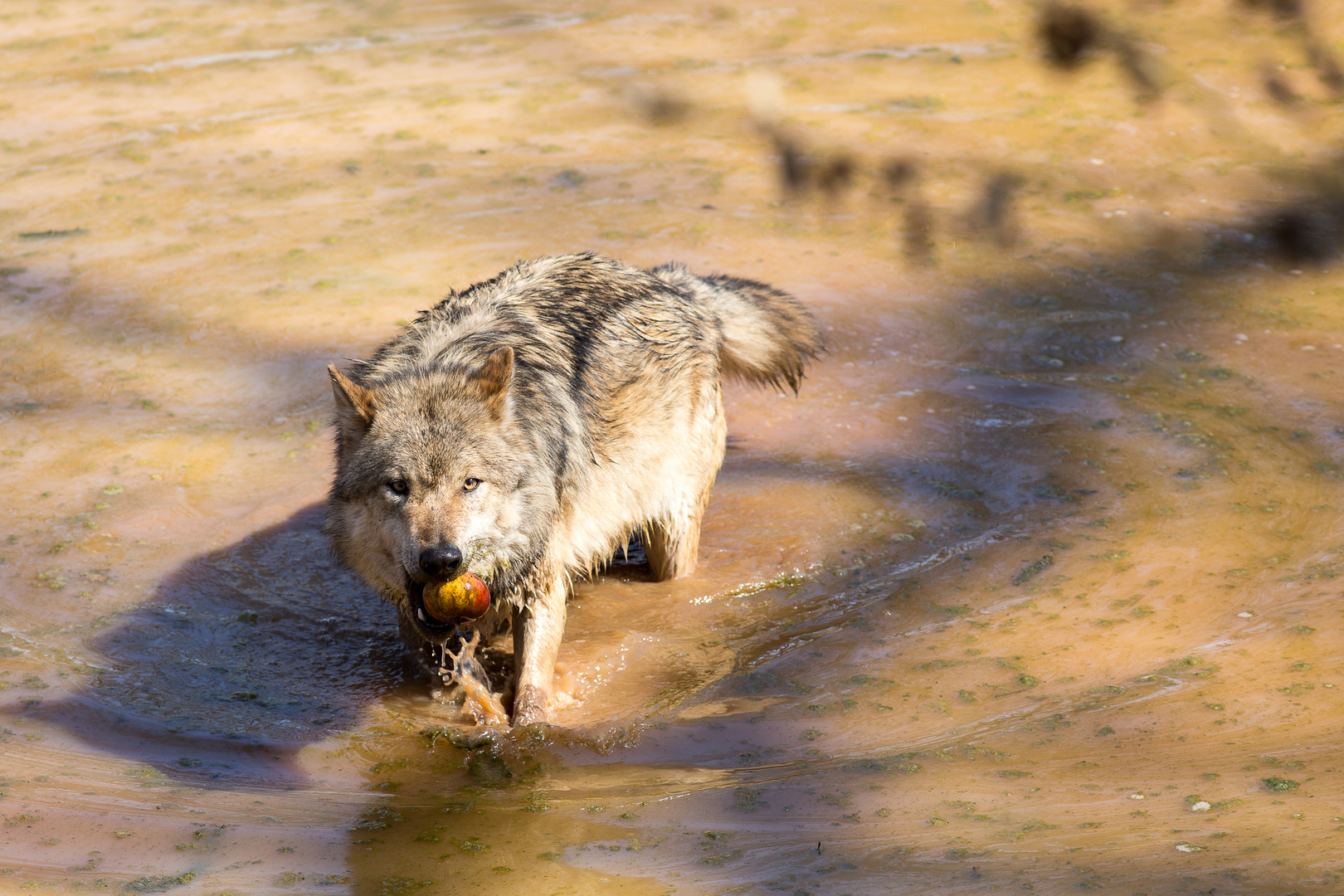 Wolfswasserball