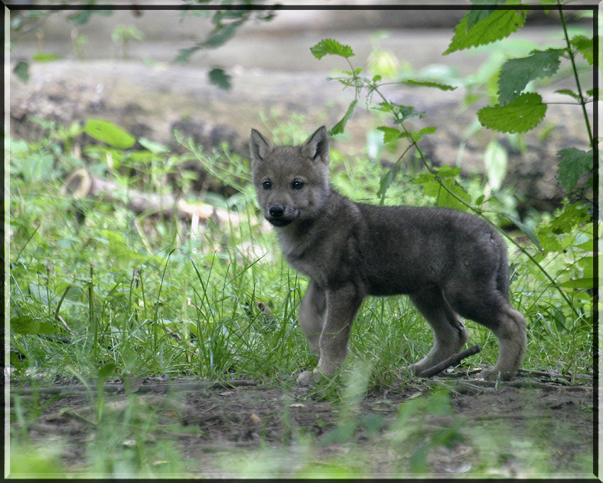 Wolfswelpe