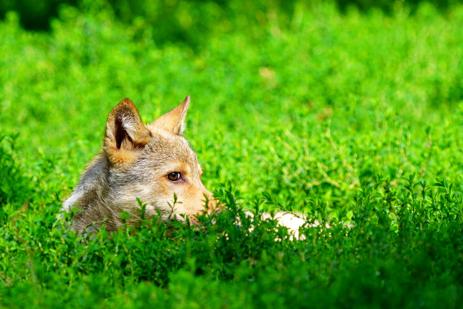 Wolfswelpe