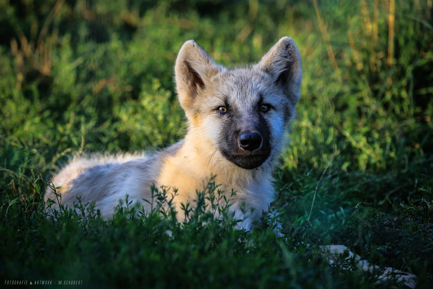 Wolfswelpe (Polarwolf)