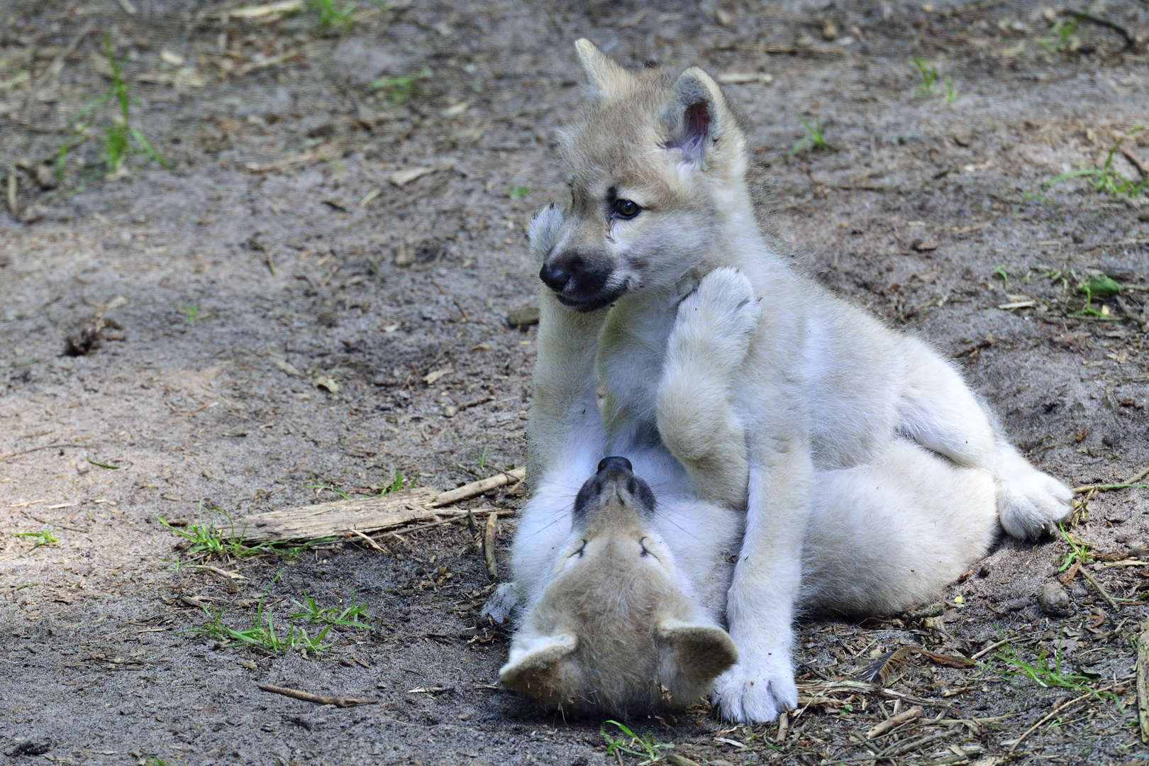 Wolfswelpen Foto Bild Natur Tiere Wolfe Bilder Auf Fotocommunity