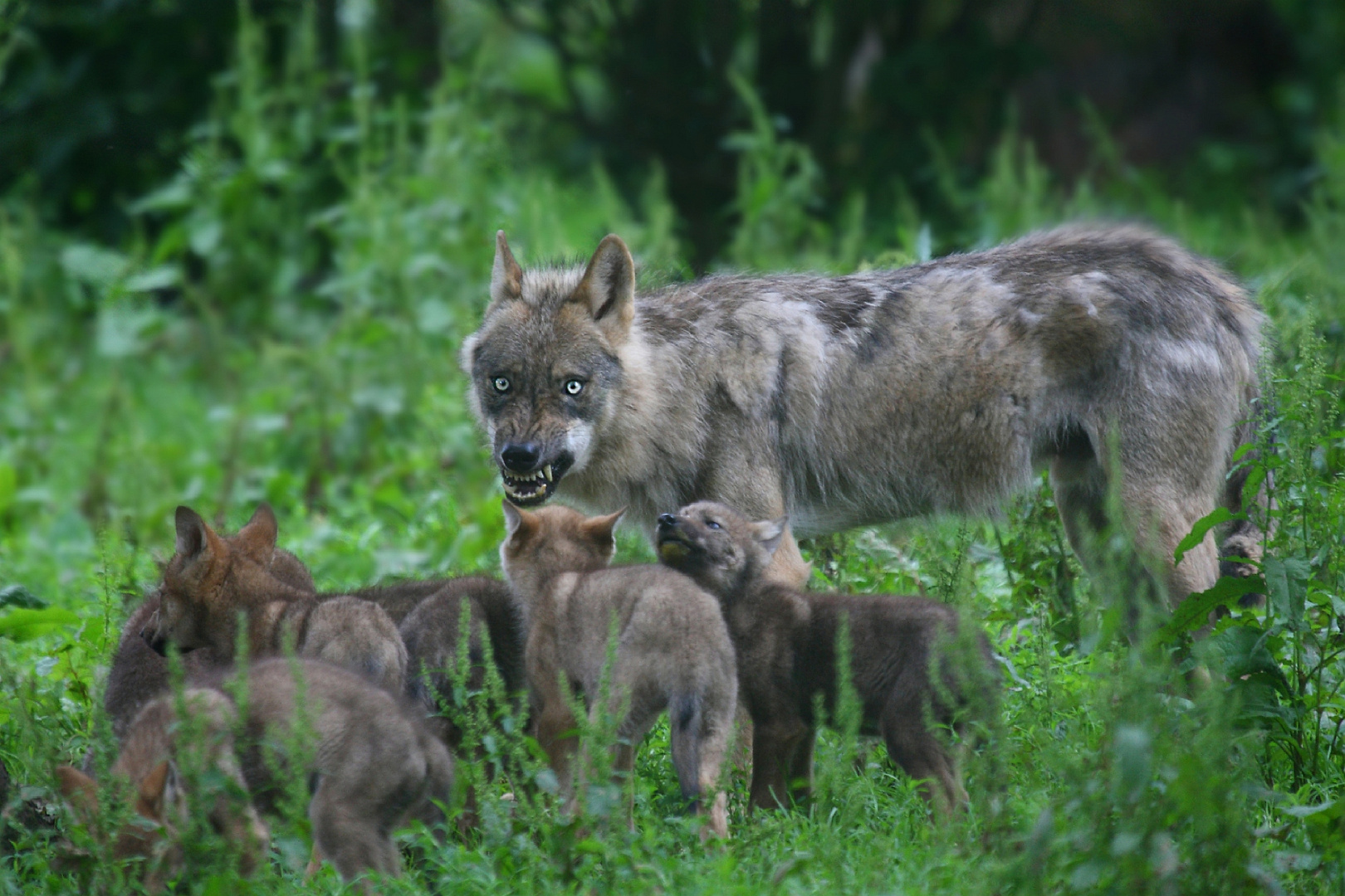Wolfswelpen Foto Bild Natur Wolf Tiere Bilder Auf Fotocommunity