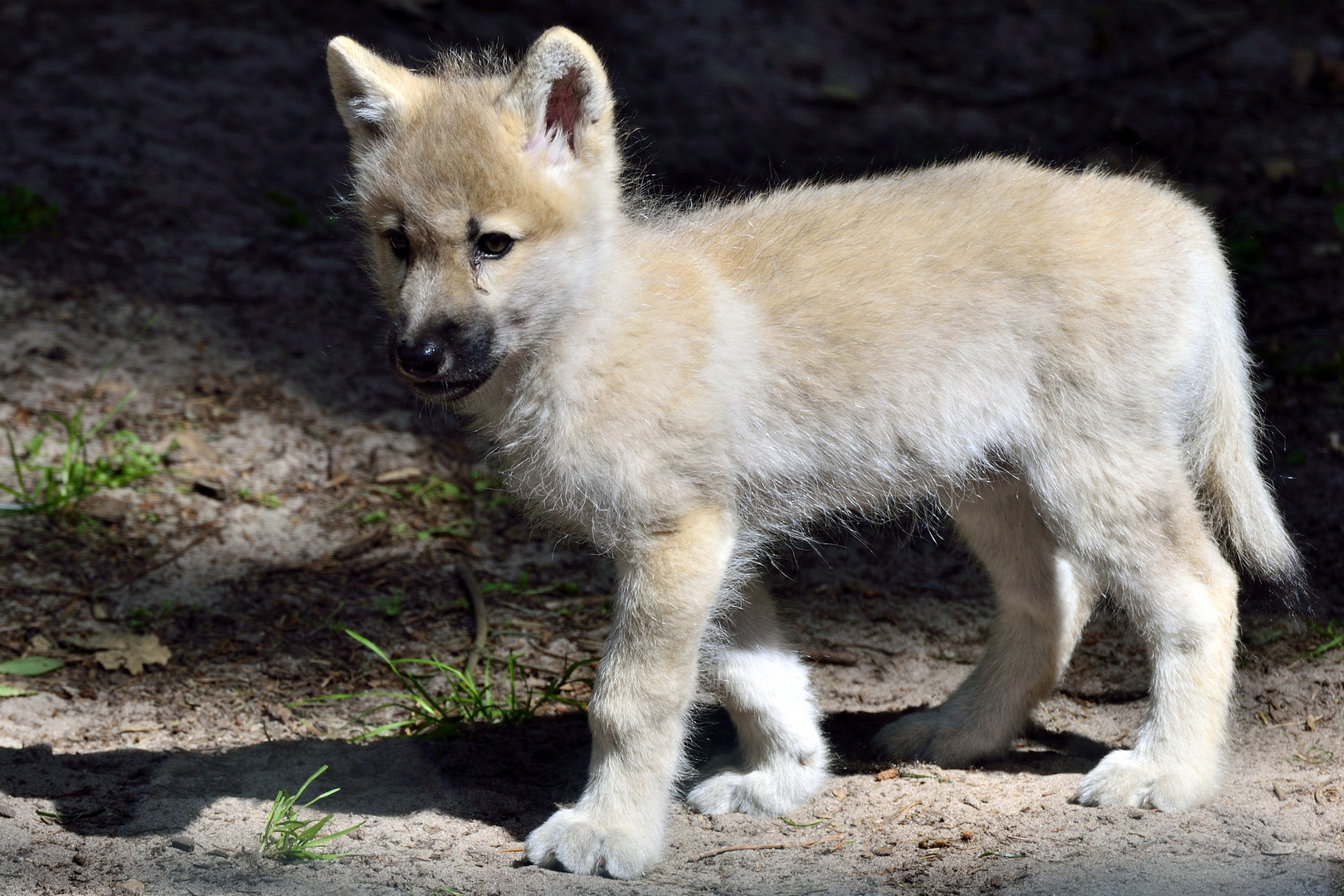 Wolfswelpen Ii Foto Bild Natur Tiere Wolfe Bilder Auf Fotocommunity
