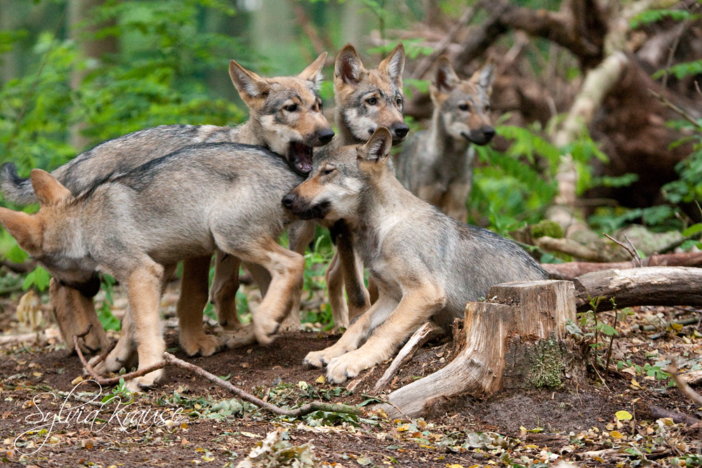 Wolfswelpen im alter von 10 Wochen