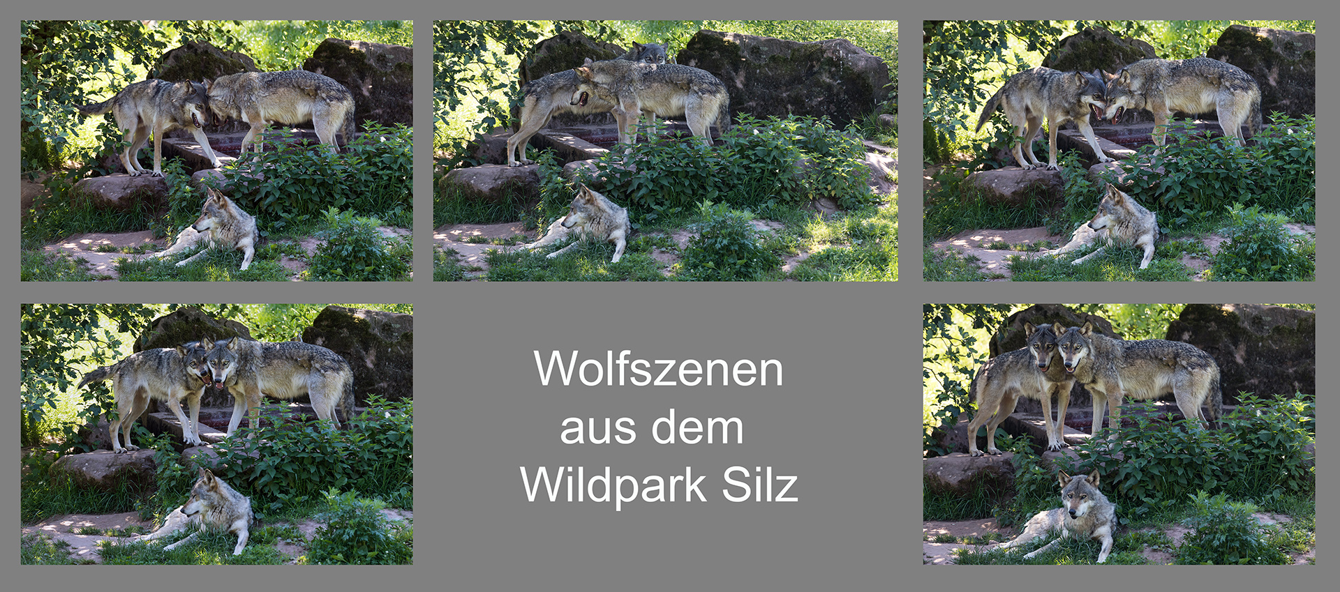 Wolfszenen