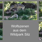 Wolfszenen