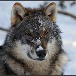 Wolf_TG Weilburg