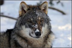 Wolf_TG Weilburg