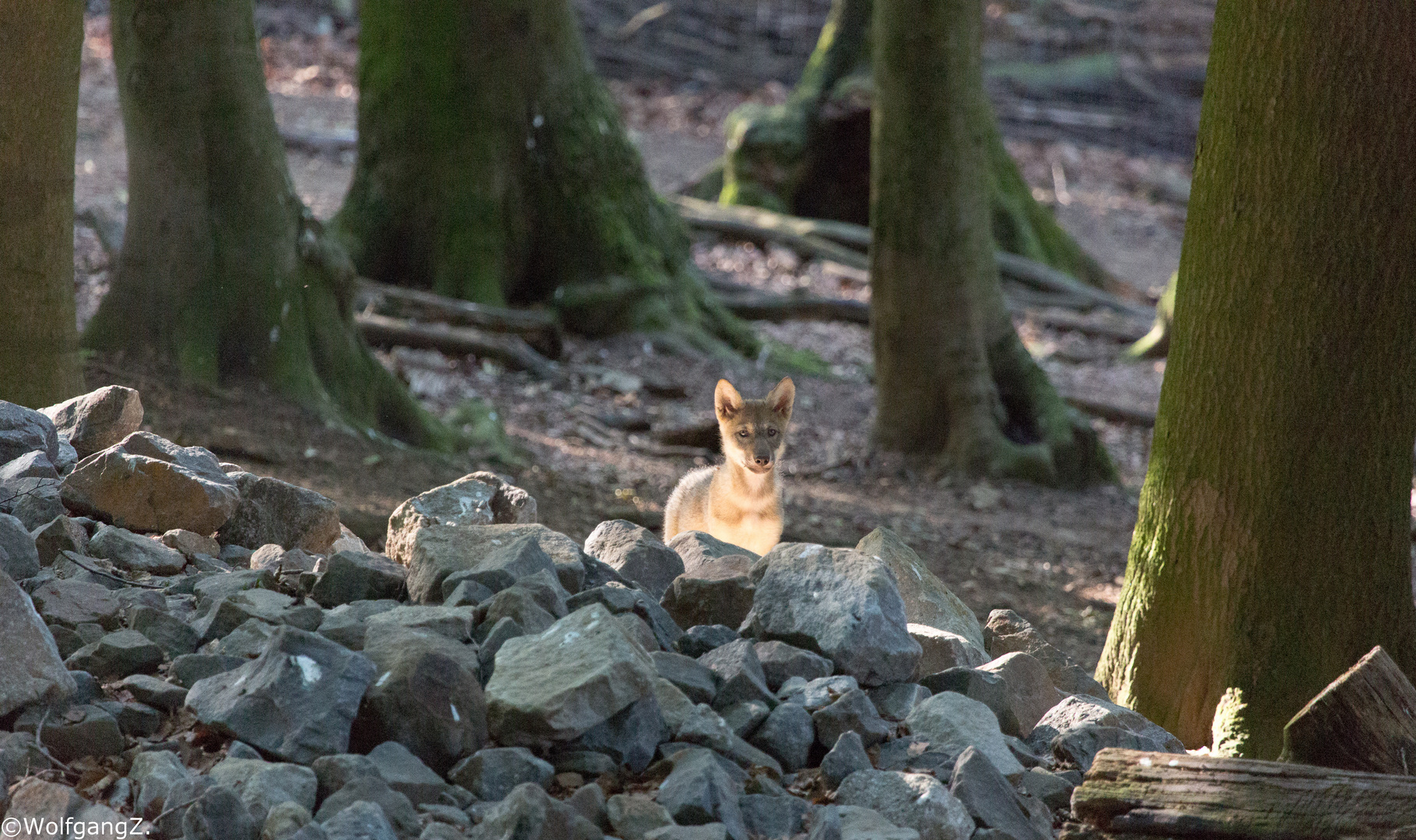 Wolfwelpe im ersten Sonnenschein