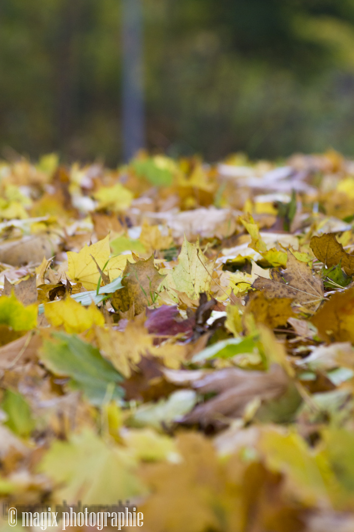 Wolgast im Herbst