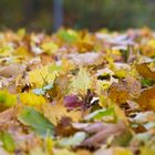 Wolgast im Herbst