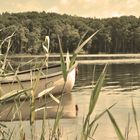 Wolgastsee, Insel Usedom