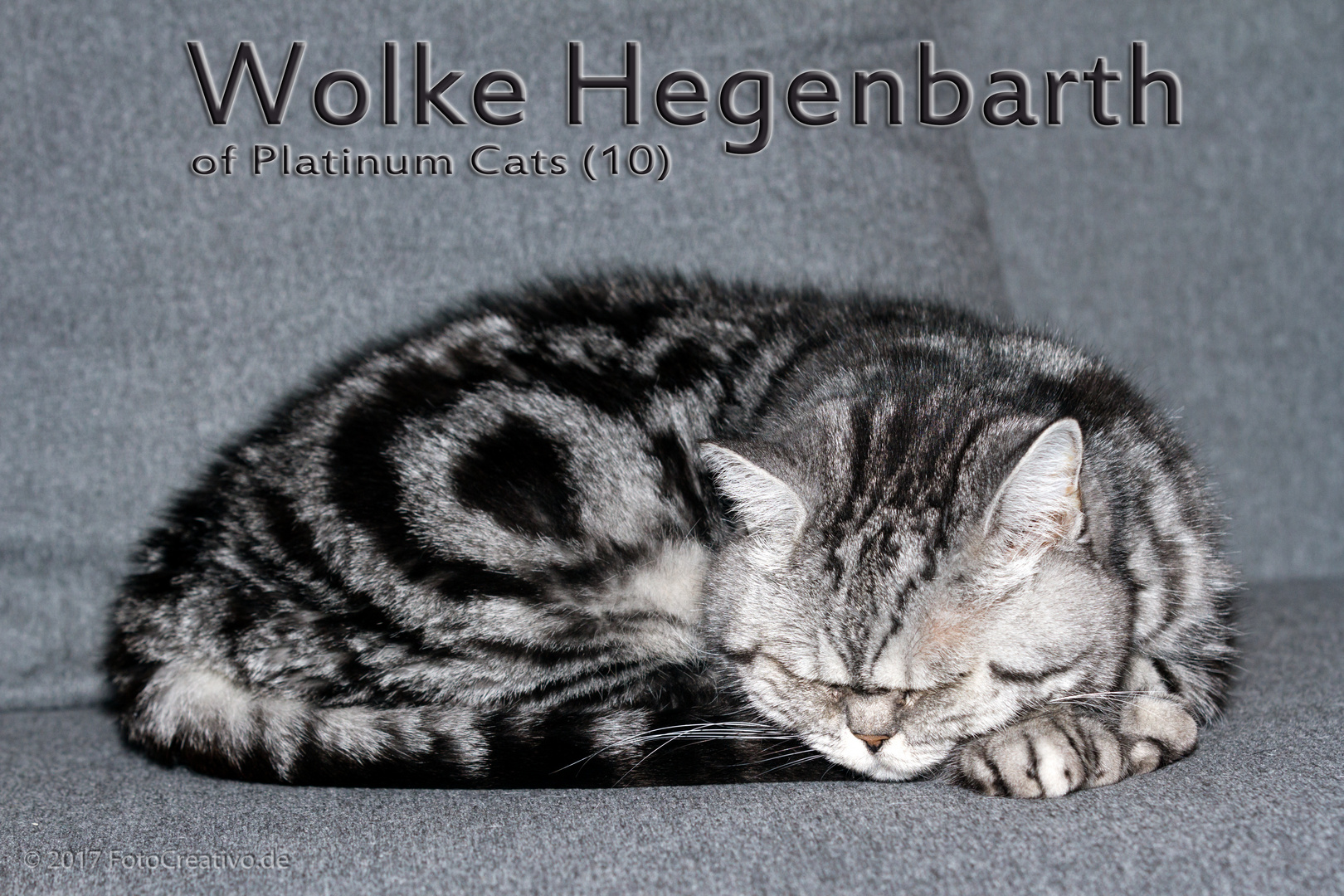 Wolke Hegenbarth of Platinum Cats