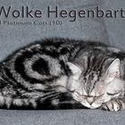 Wolke Hegenbarth of Platinum Cats