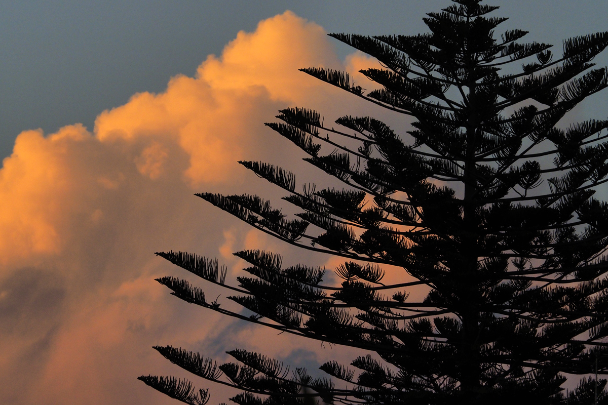 Wolke im Fokus mit Araucaria