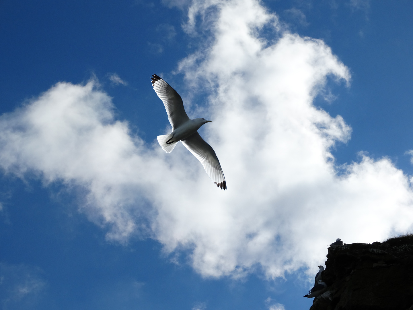 Wolke mit Möwe