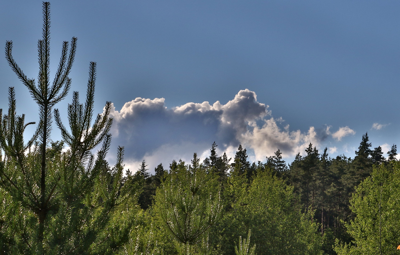 "Wolke PUDEL"