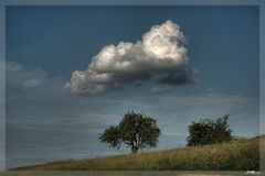 Wolke über Apfelbaum