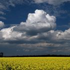 Wolke überm Rapsfeld