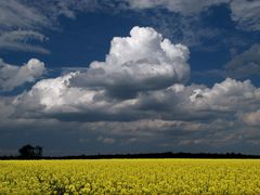 Wolke überm Rapsfeld