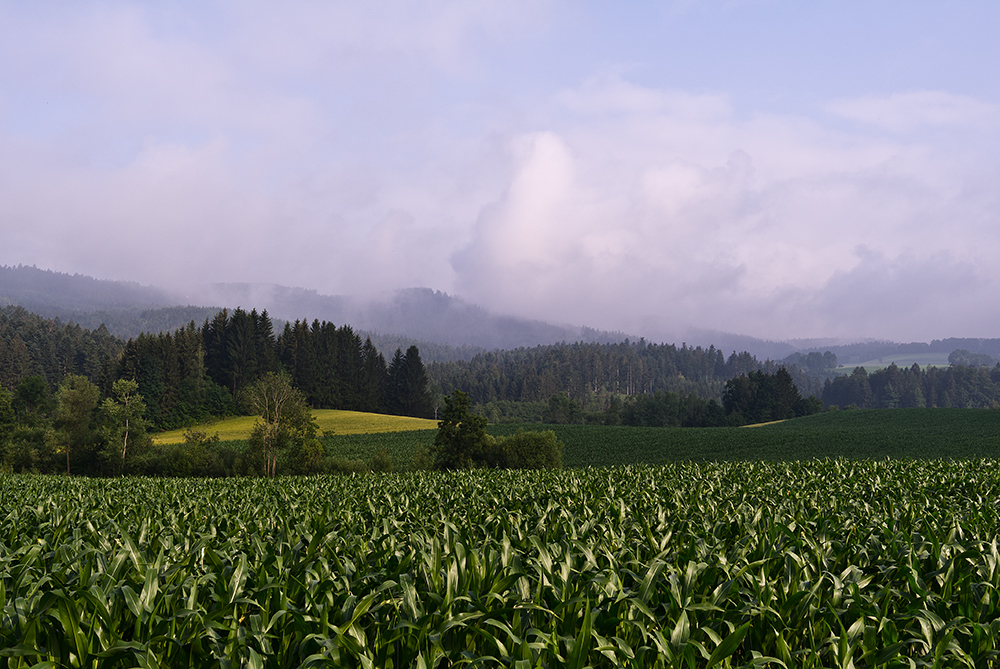 Wolken am Morgen